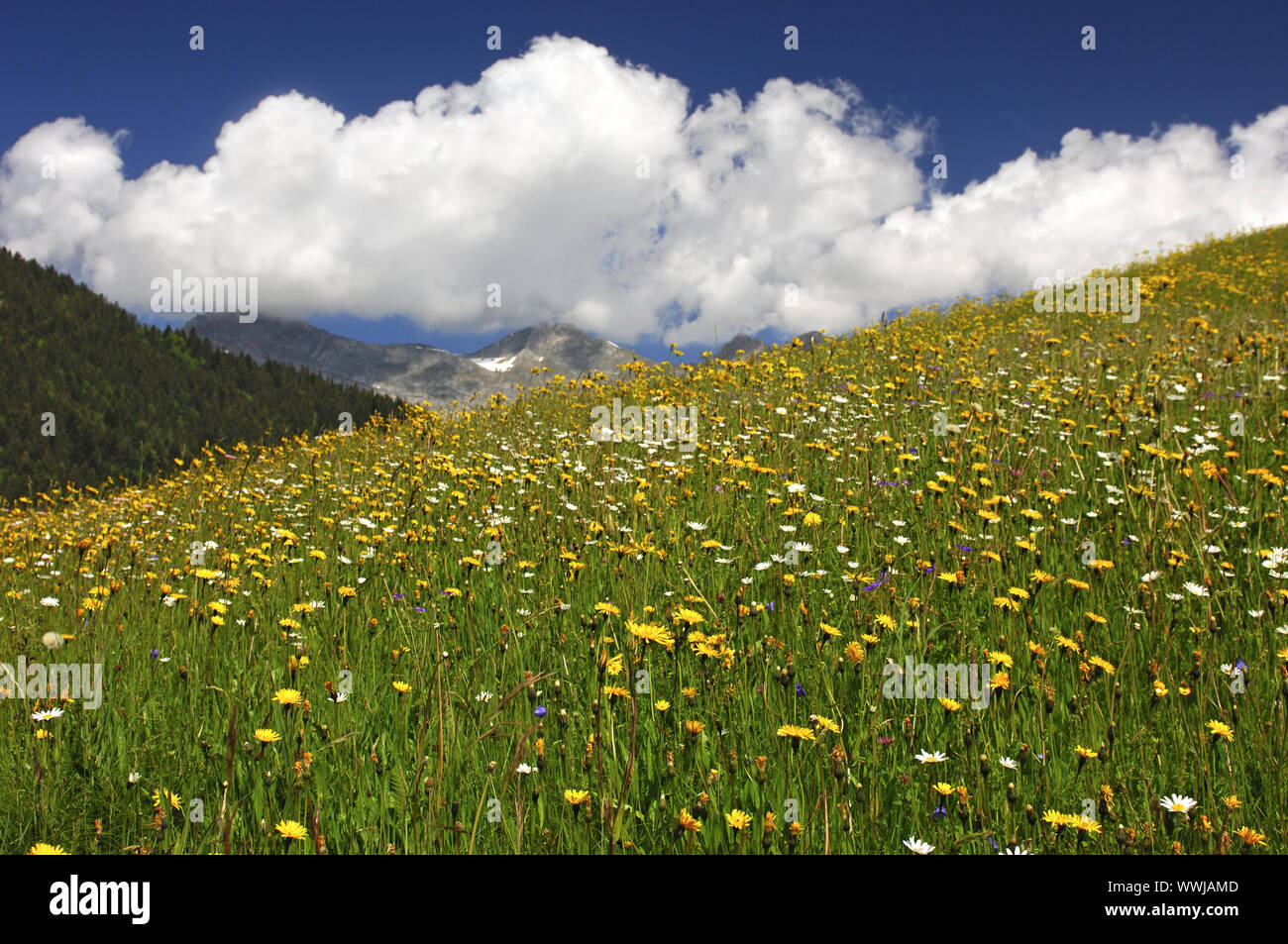 Blühende Bergwiese Stockfoto