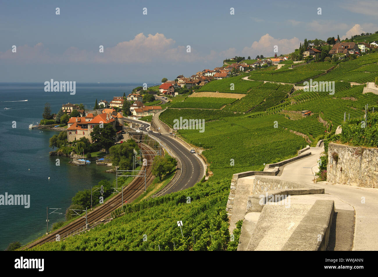 Weinbergterrassen von puidoux im Unesco Weltkulturerbe Lavaux am Genfer See Stockfoto