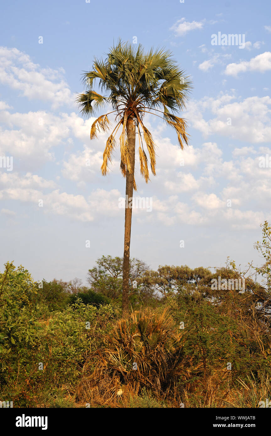 Afrikanische Palmyra Palm Stockfoto