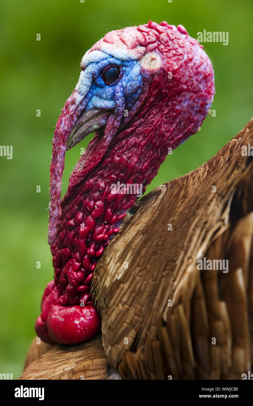 Truthahn (Meleagris gallopavo) Stockfoto