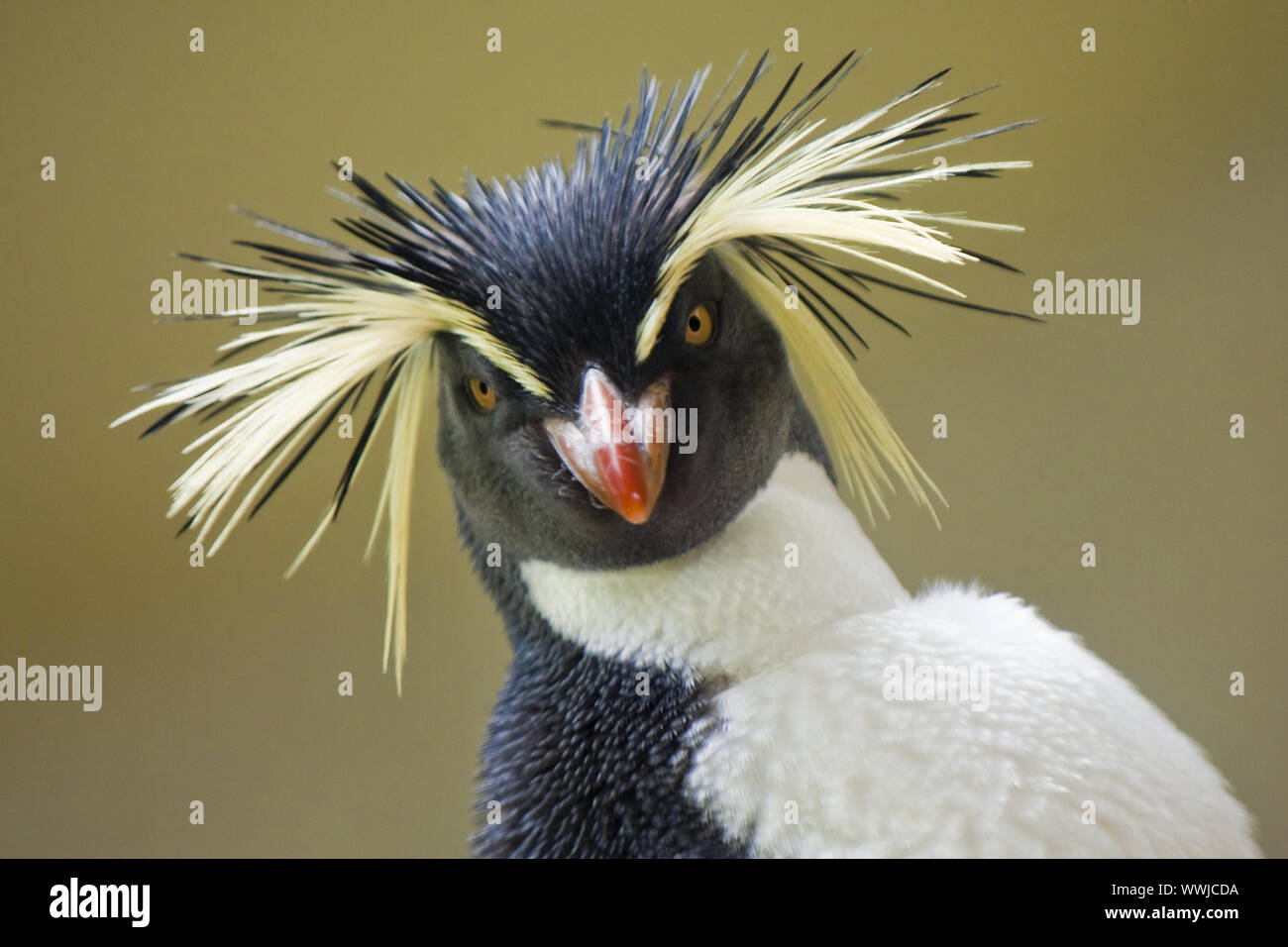 Rockhopper Penguins (Eudyptes Chrysocome) Stockfoto