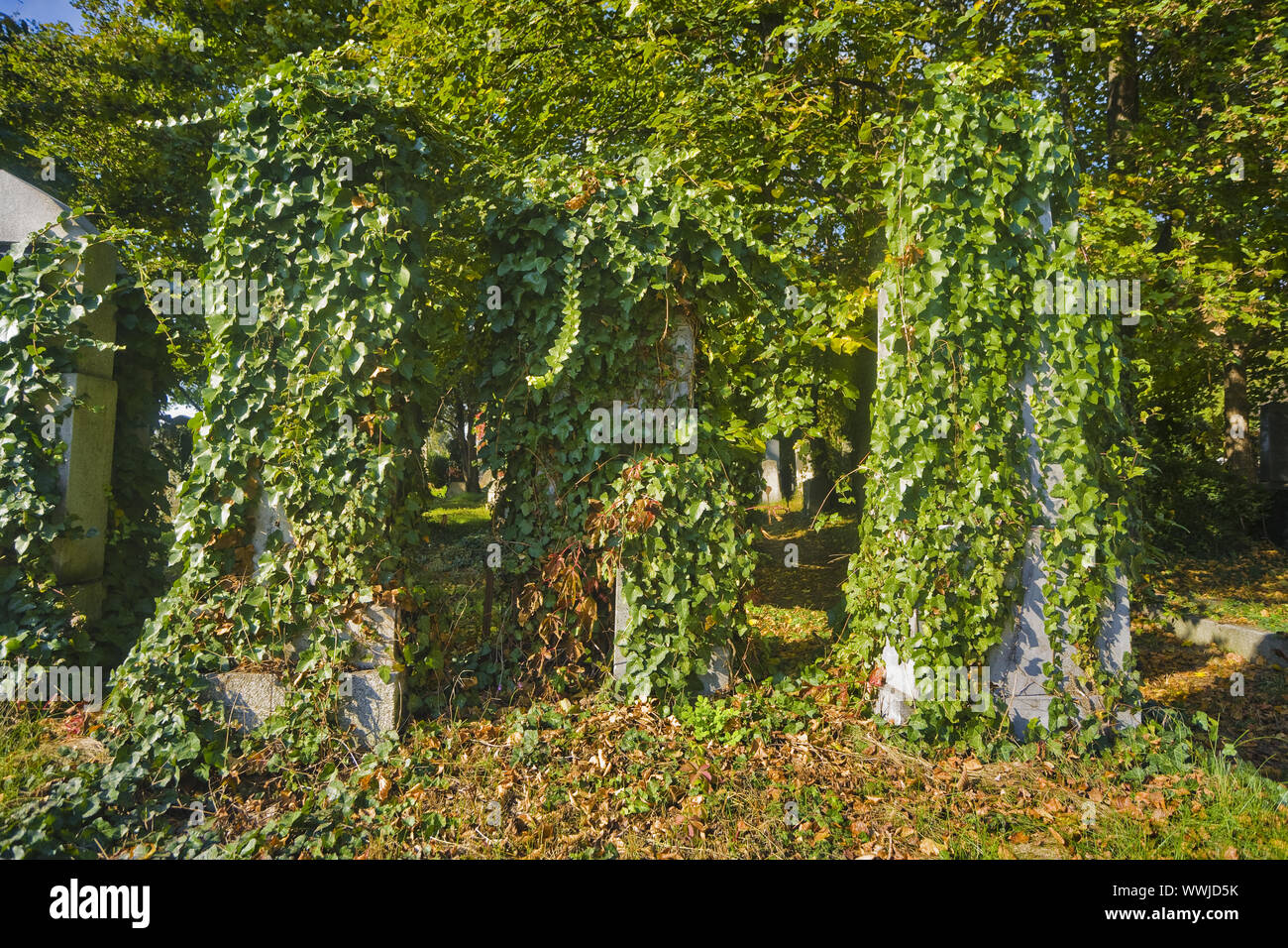 Herbst auf dem Zentralfriedhof in Wien, Österreich, Europa Stockfoto