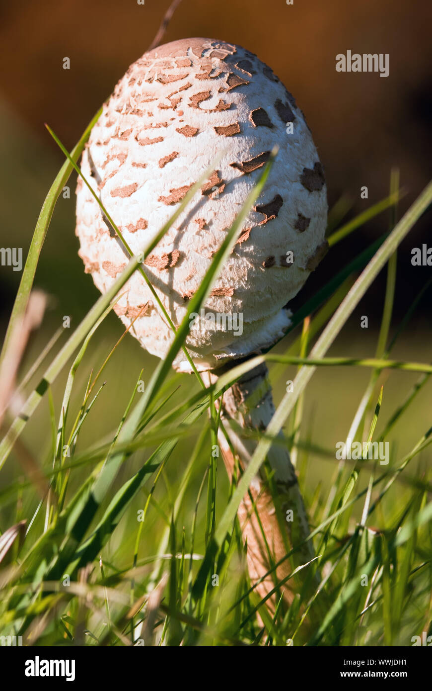 Geschlossener Regenschirm Pilze im Gras Stockfoto