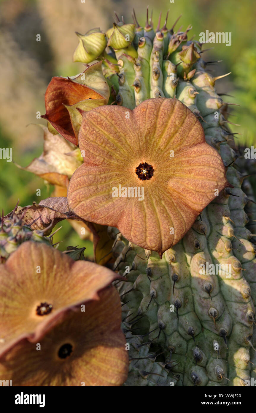 X Hybrid Hoodia Gordonii Hoodia pilifera Stockfoto