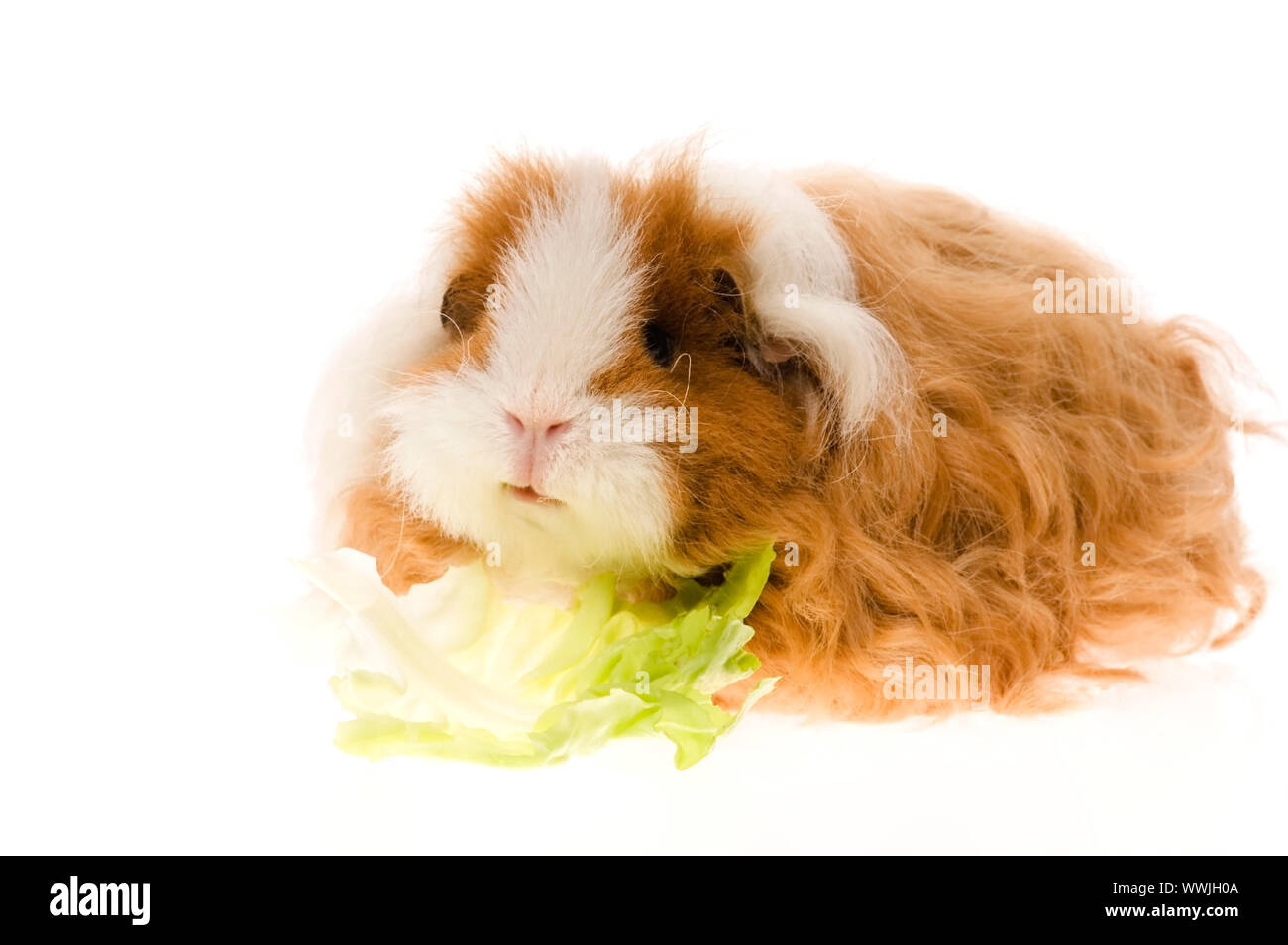 Meerschweinchen auf weißem Hintergrund Stockfoto