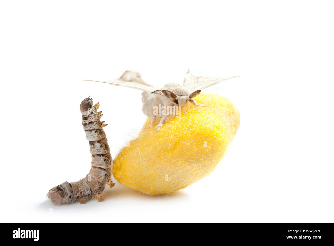 Schmetterling der Seidenraupe mit Kokon Seidenraupe zeigt die drei Lebensphasen Stockfoto