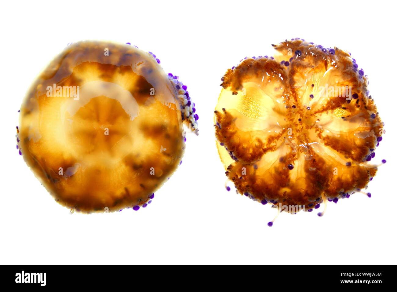 Mittelmeer Quallen Cotylorhiza Tuberculata Cassiopea isoliert auf weiss nach oben und unten Ansichten Stockfoto