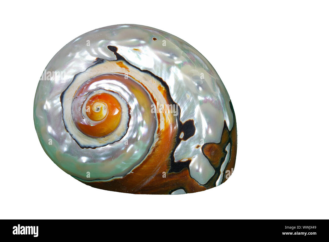 Single marine Gastropode, optional Stockfoto