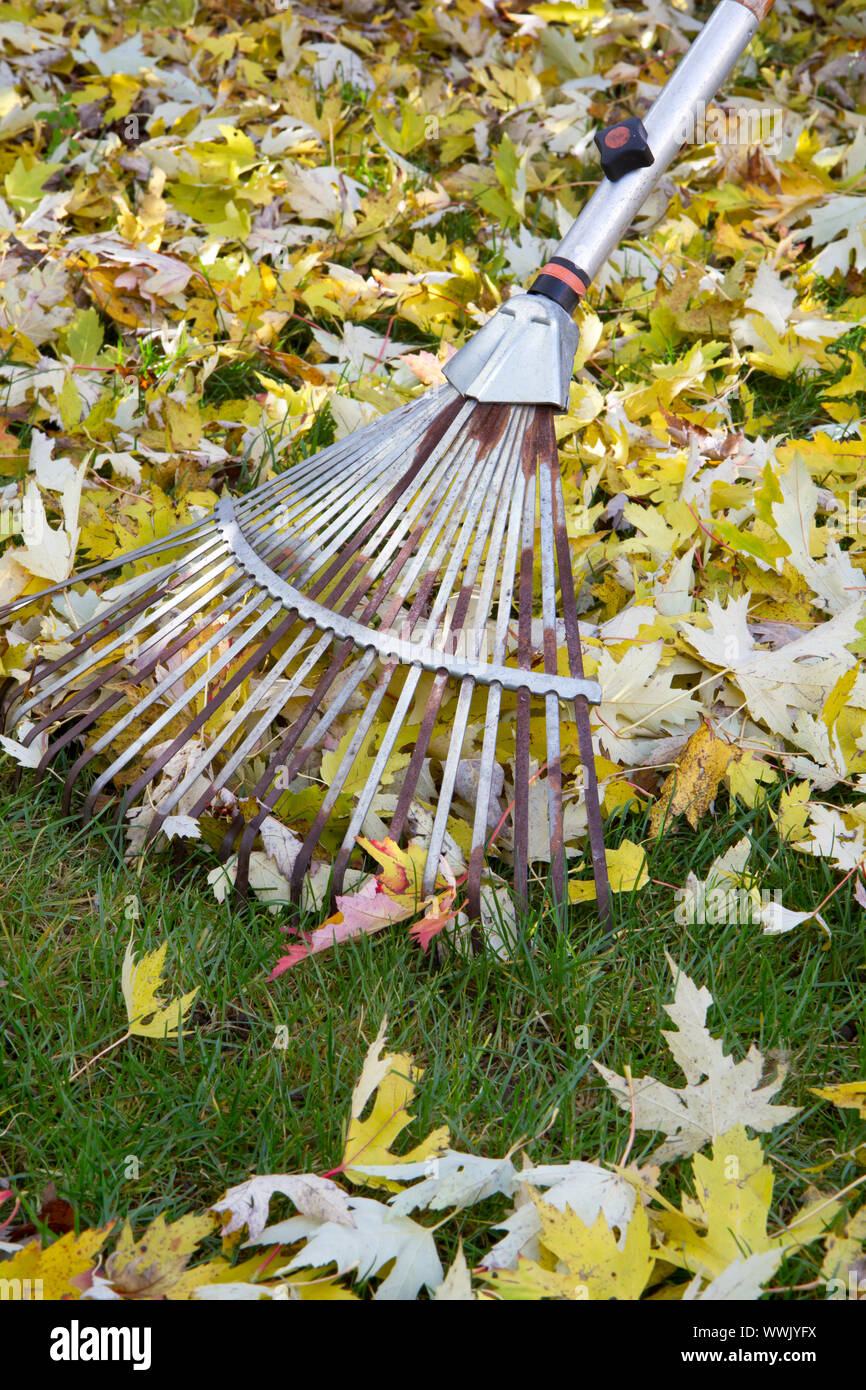 Herbst Laub rechen im Garten Stockfotografie Alamy