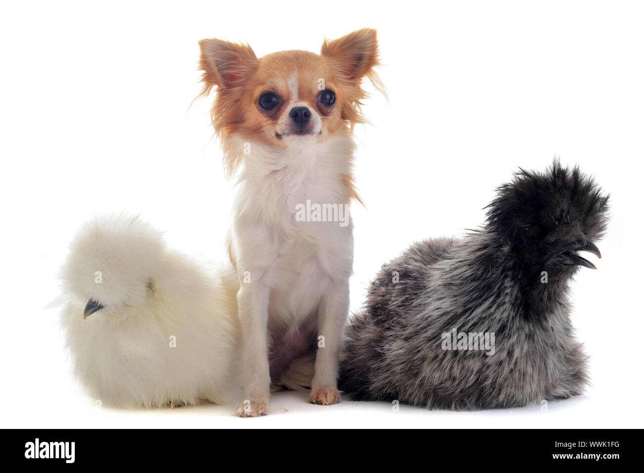 zwei junge Seidenhühner und Chihuahua auf weißem Hintergrund Stockfoto