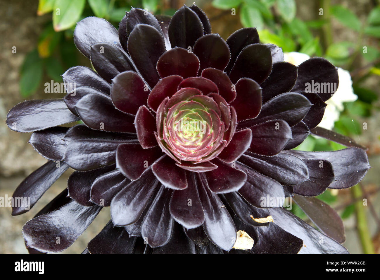 Rosette dick Blatt (aeonium arboreum Stockfotografie - Alamy