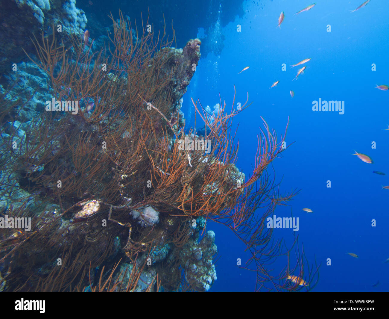 Blue Hole/Dahab Stockfoto