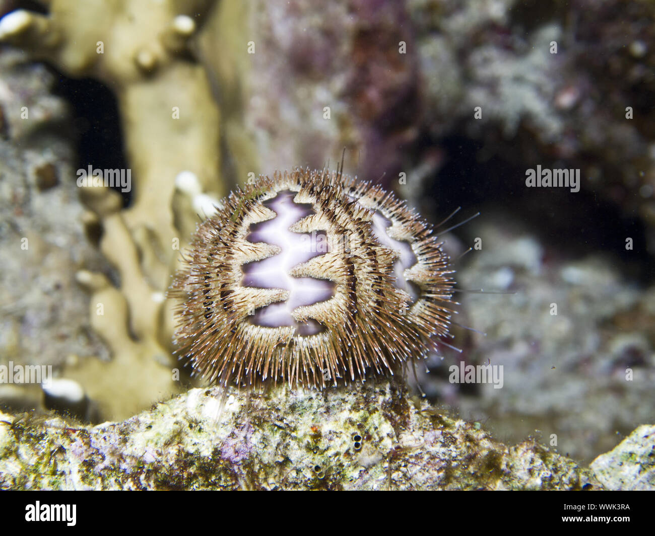 Seeigel Stockfoto