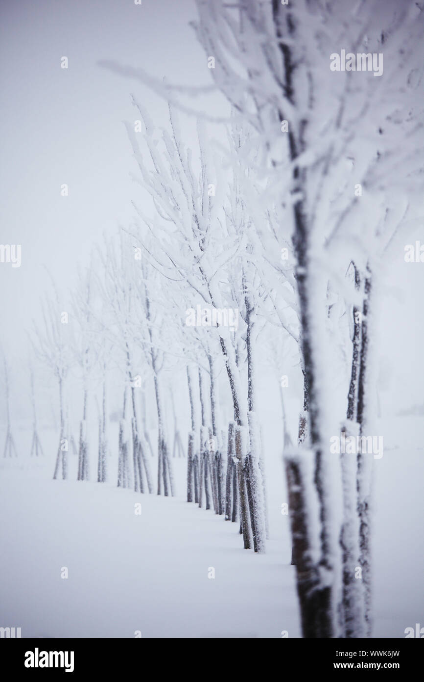 Winterbäume auf schneeweißem Hintergrund Stockfoto