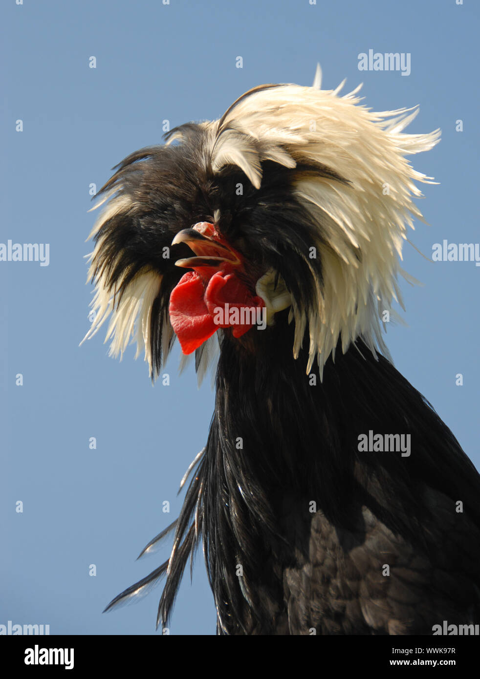 Schicke Frisur eines polnischen crested Huhn, Gallus gallus. Hahn  Stockfotografie - Alamy