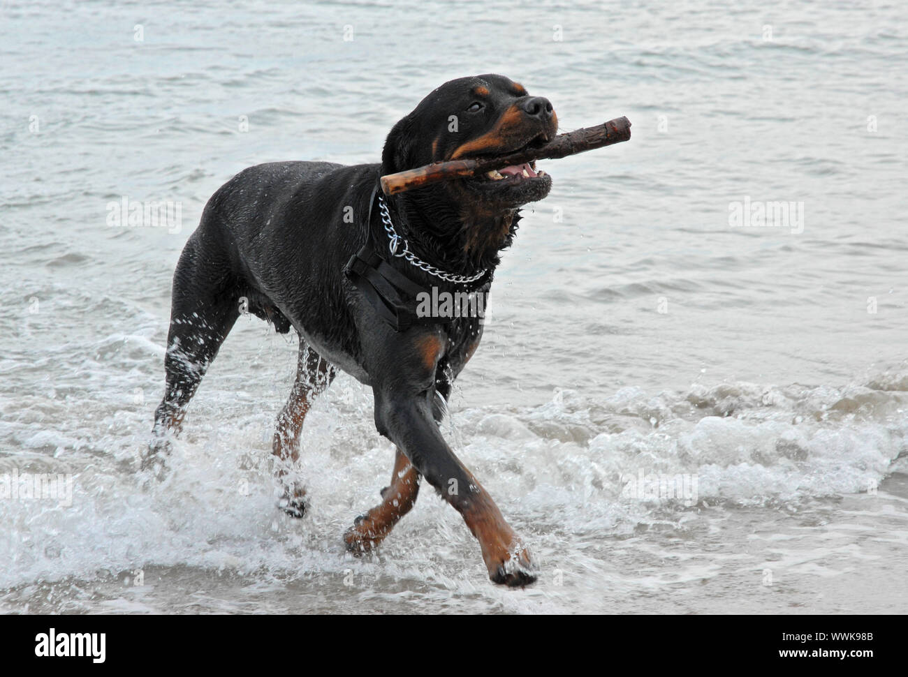 Rottweiler spielen im Meer mit einem Stick Stockfoto