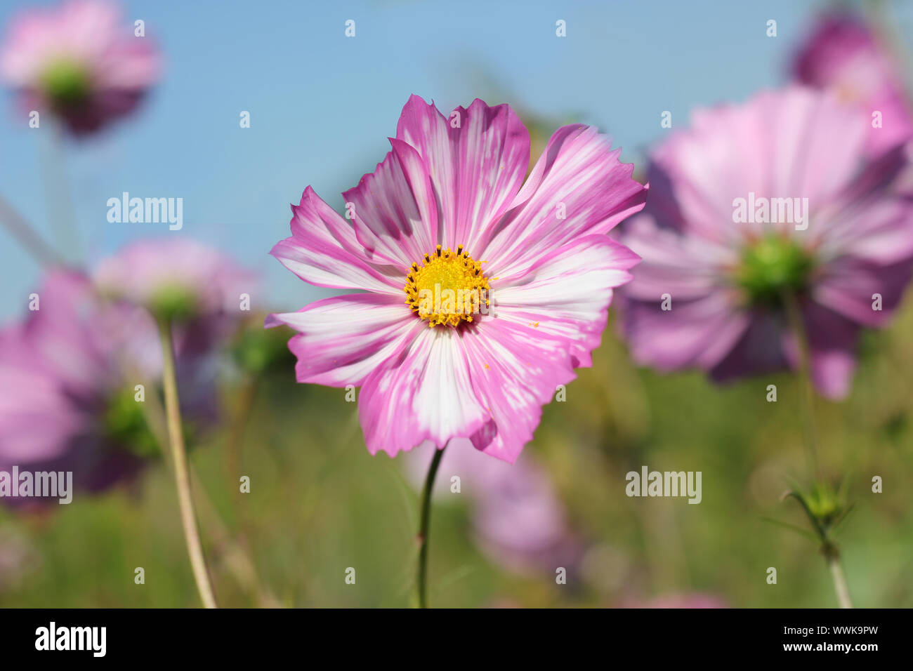 Junge frische Cosmea Blüte in rosa Farbe. Stockfoto