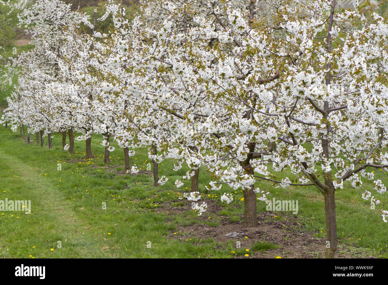 Blühende Kirschbäume auf einer Wiese orchard Stockfoto