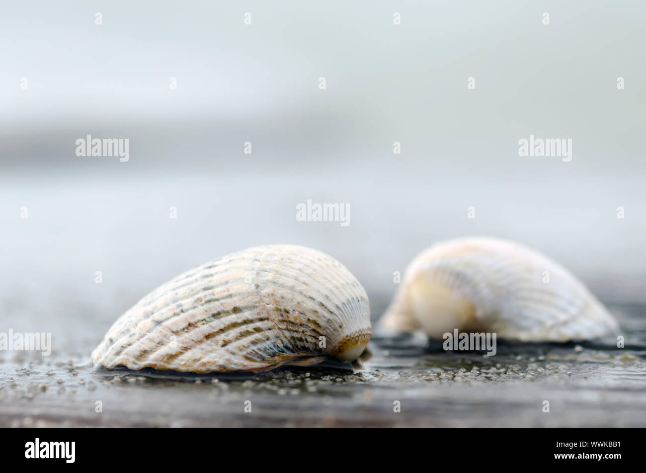 Muscheln an der Küste Stockfoto
