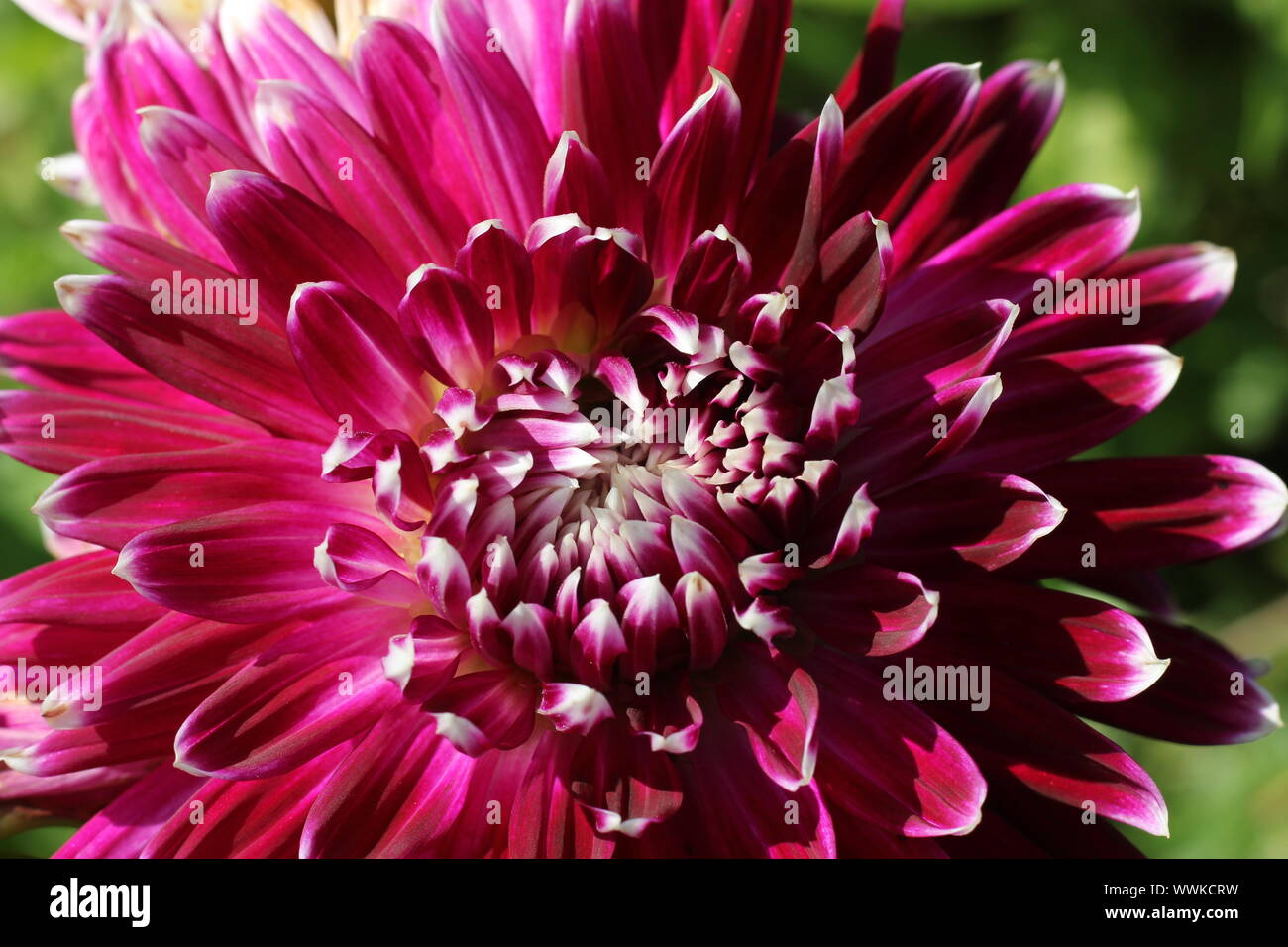 Mystique purple white dahlia Close-up. Stockfoto