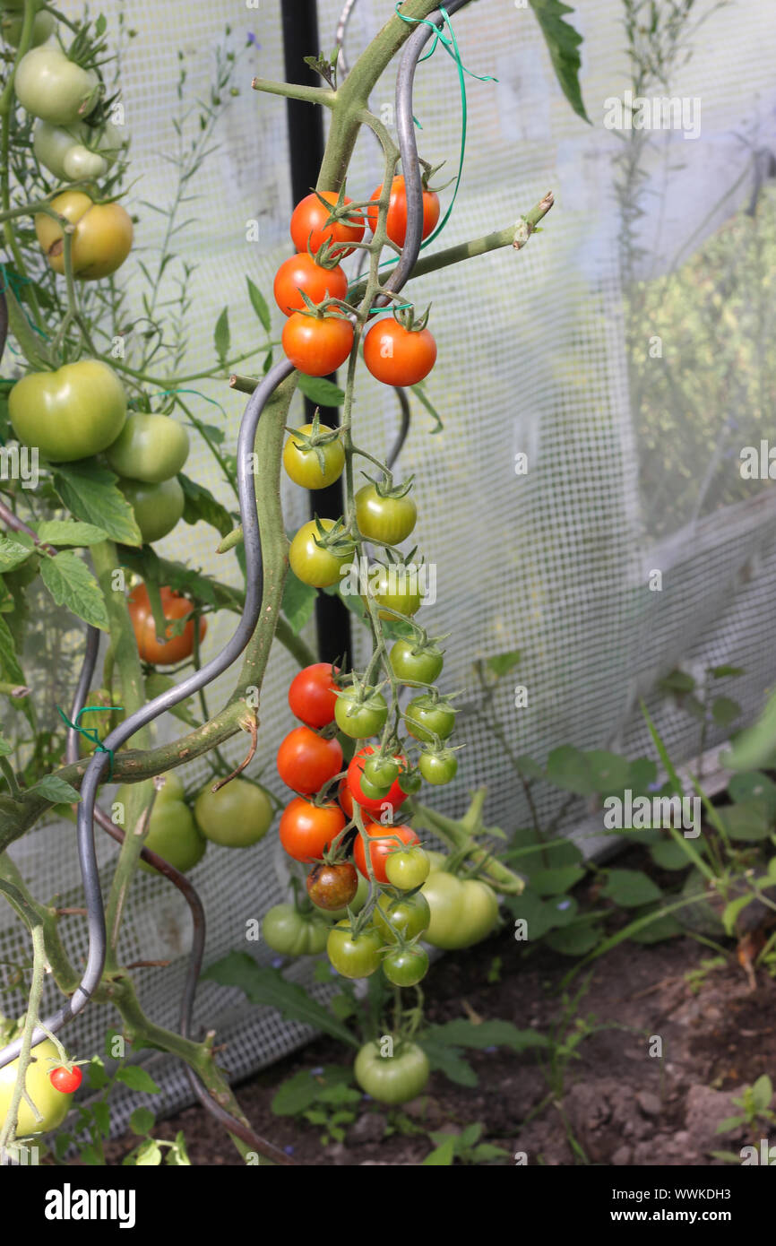 Tomaten im Gewächshaus in verschiedenen reifen Phase. Stockfoto