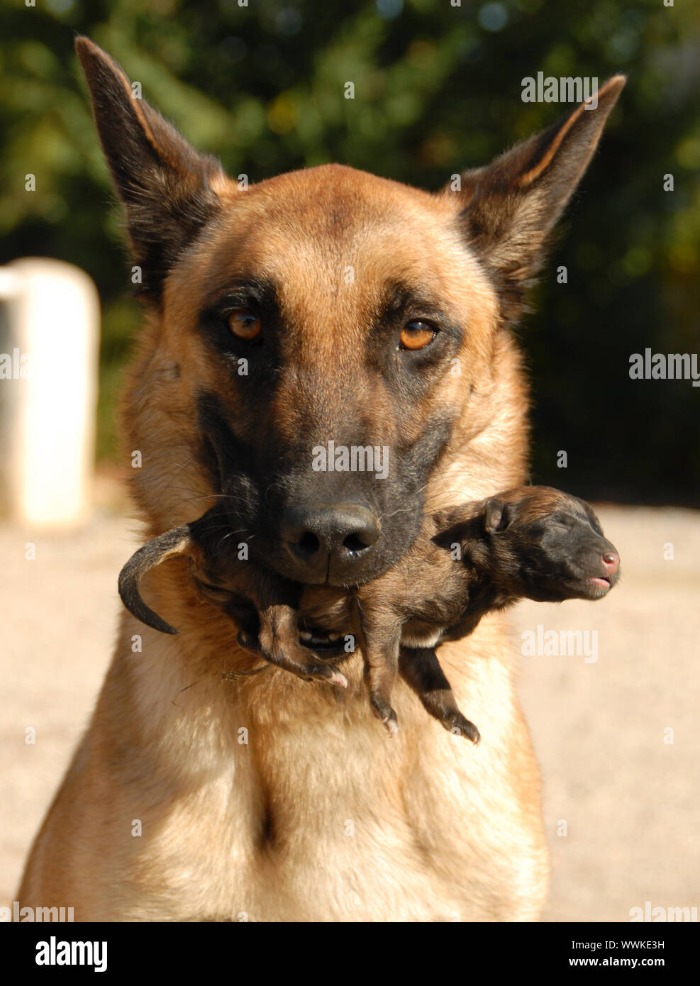 Weibliche Belgischen Schäferhund und ihre sehr jungen Welpen ein Tag Stockfoto