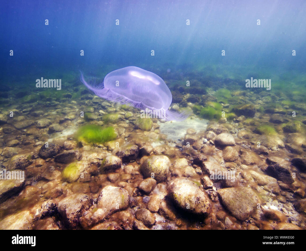 Gemeinsame Quallen (Aurelia aurita) Stockfoto