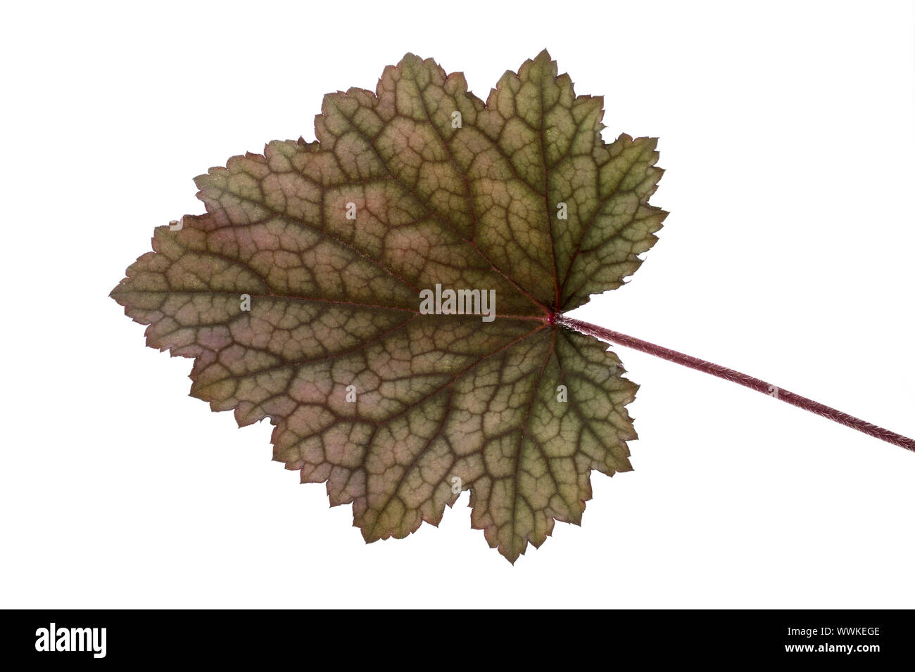 Shadow Bell (heuchera), Blatt Stockfoto