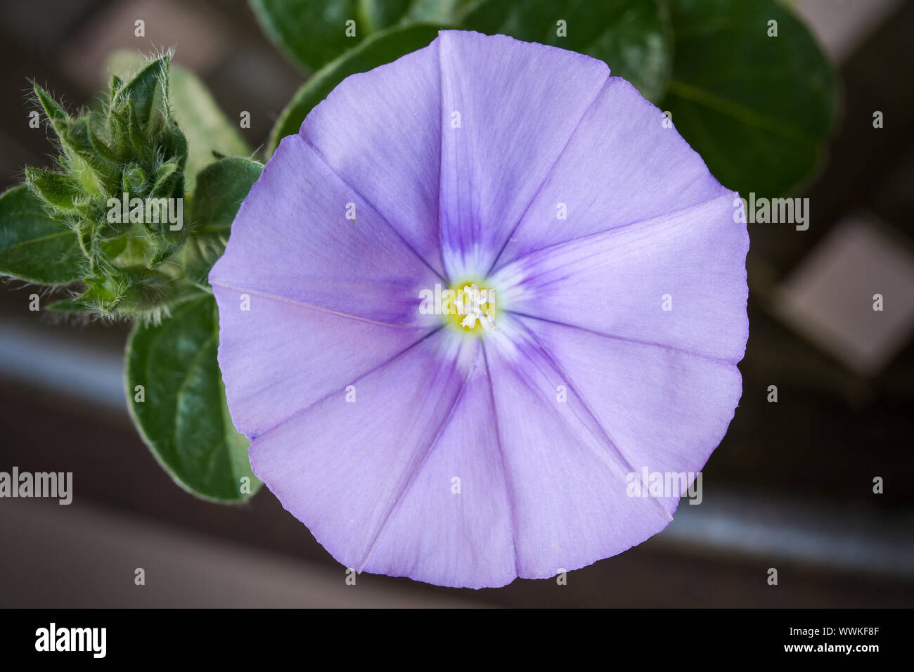 Blaue Mauritius (Convolvulus sabatius) Stockfoto