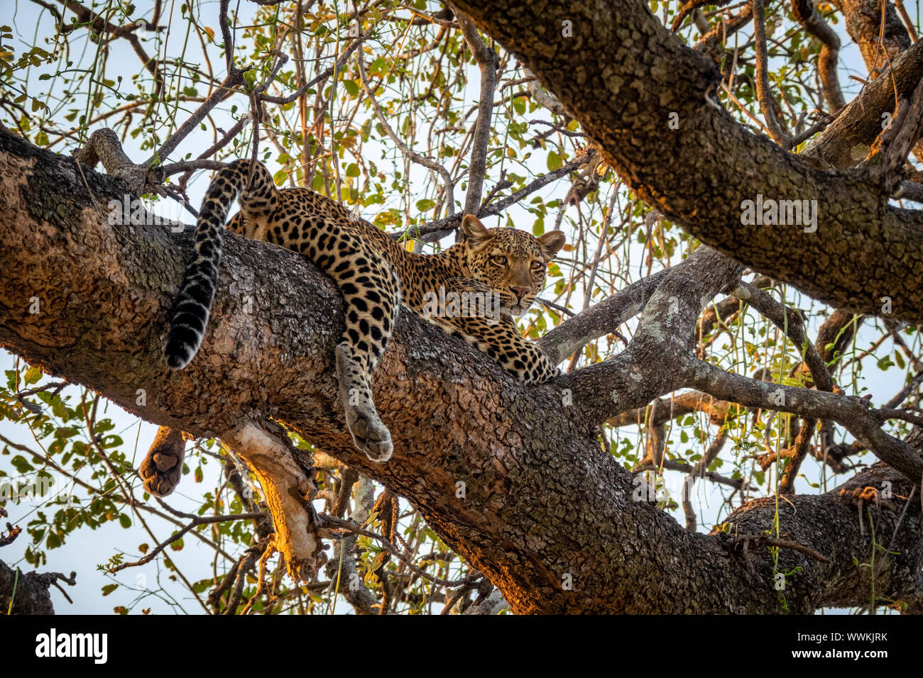 Spektakuläre Aussicht auf Leopard über Baum in die Kamera schaut Stockfoto