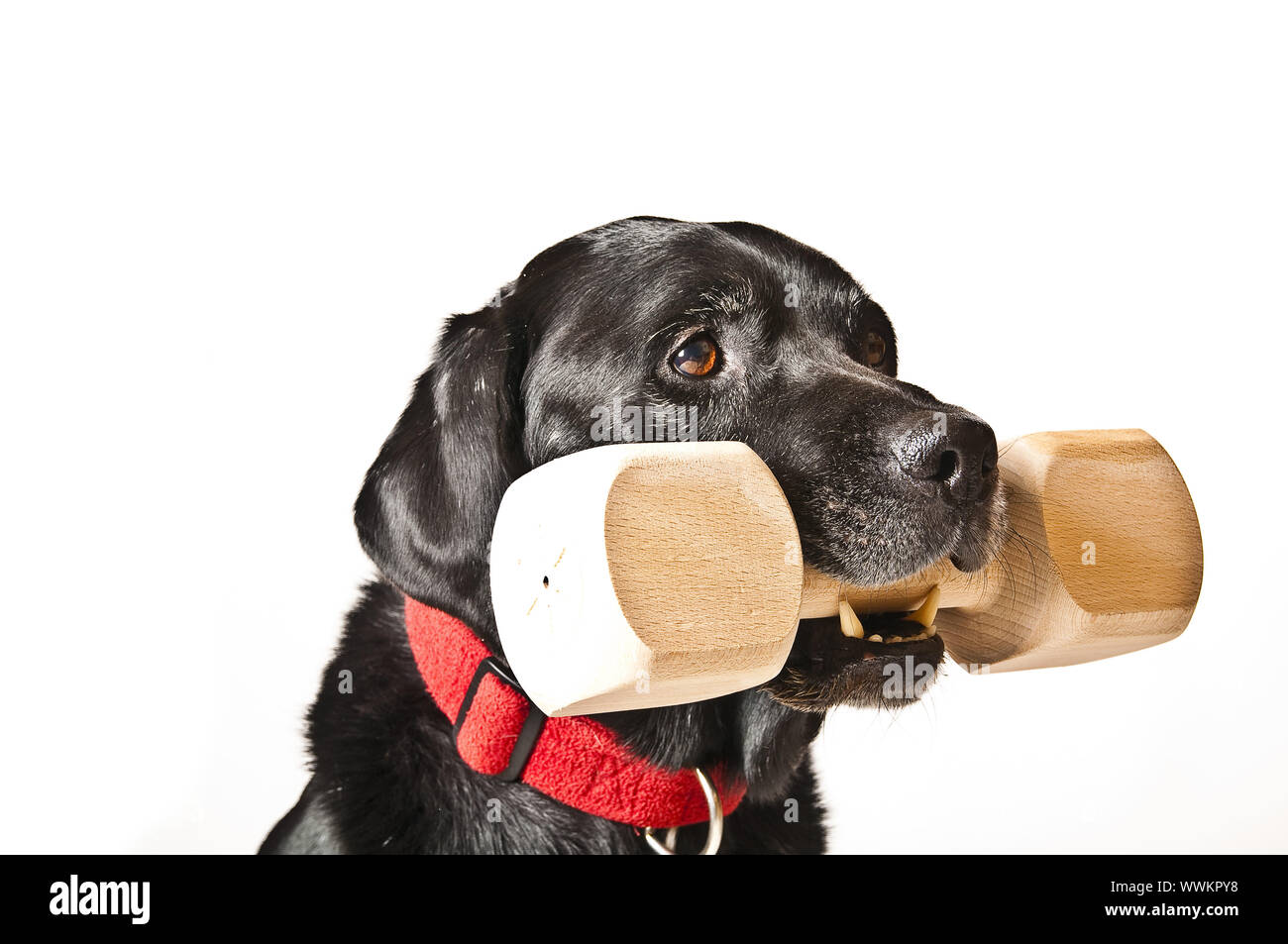 Labrador auf weißem Hintergrund mit Holz apportel Stockfoto