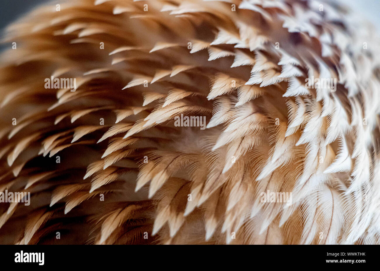 Adlerfedern Detail Nahaufnahme Makro Hintergrund Stockfoto