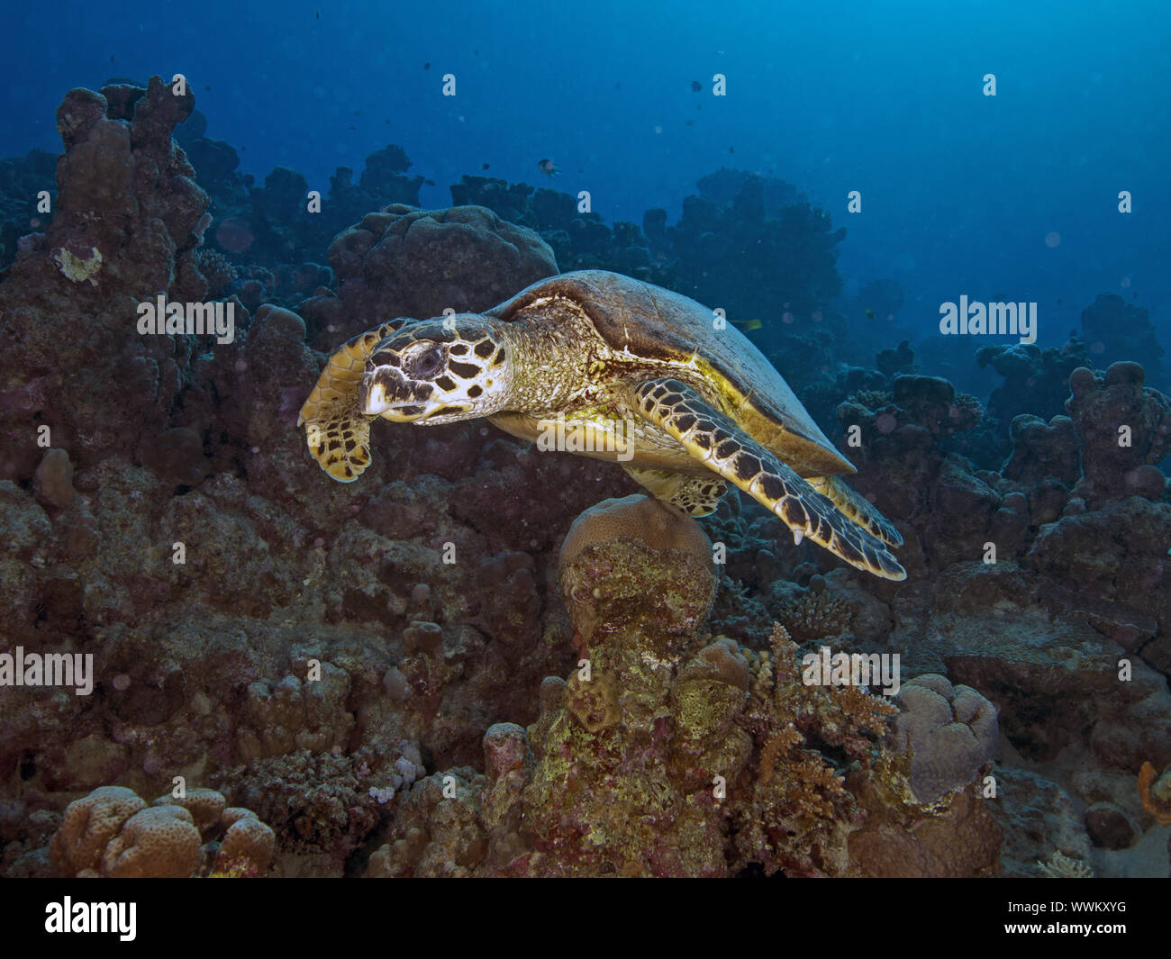Meeresschildkröte Stockfoto
