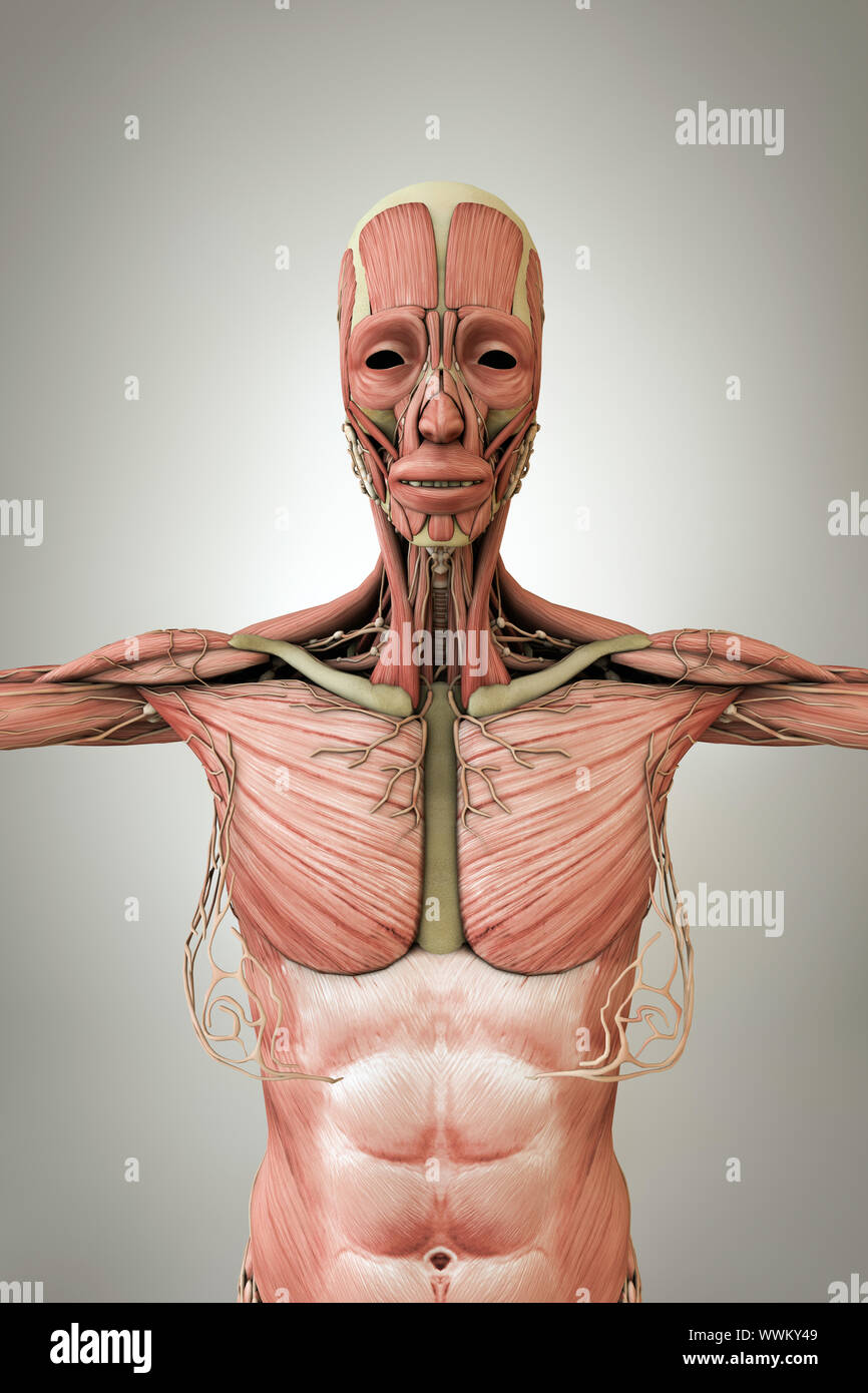 Frauen Anatomie Modell auf weißem Hintergrund 3 isolierte d Abbildung Stockfoto Frauen Anatomie Modell auf weißem Hintergrund 3 isolierte d Abbildung Stockfoto