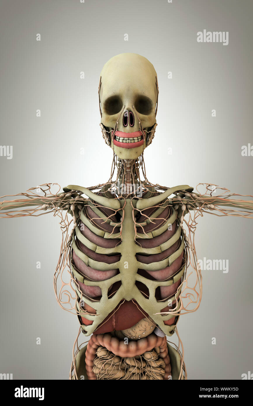 Frauen Anatomie Modell auf weißem Hintergrund 3 isolierte d Abbildung Stockfoto Frauen Anatomie Modell auf weißem Hintergrund 3 isolierte d Abbildung Stockfoto