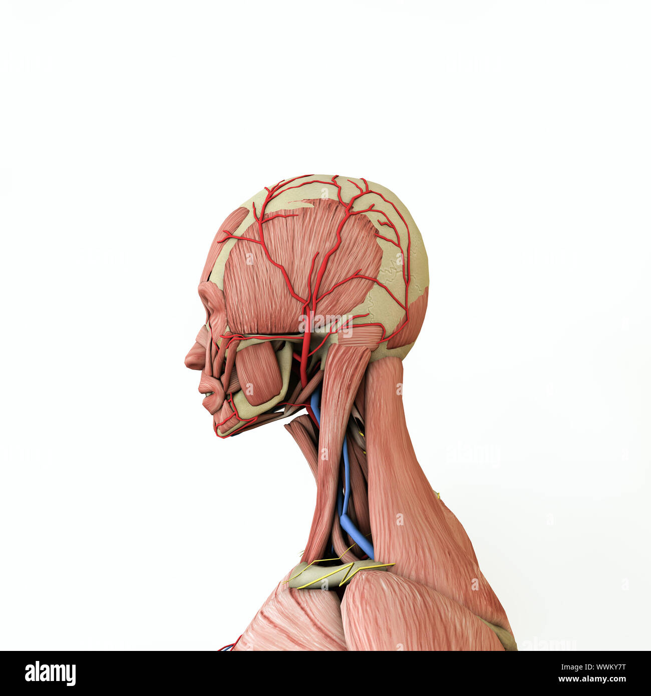 Frauen Anatomie Modell auf weißem Hintergrund 3 isolierte d Abbildung Stockfoto Frauen Anatomie Modell auf weißem Hintergrund 3 isolierte d Abbildung Stockfoto