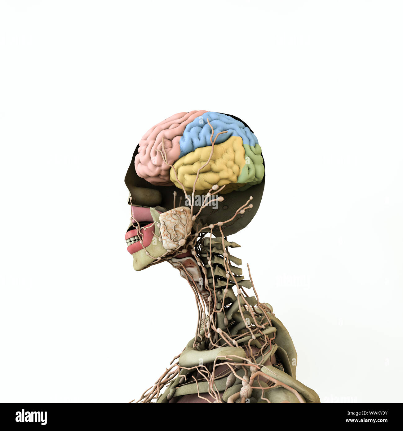 Frauen Anatomie Modell auf weißem Hintergrund 3 isolierte d Abbildung Stockfoto Frauen Anatomie Modell auf weißem Hintergrund 3 isolierte d Abbildung Stockfoto