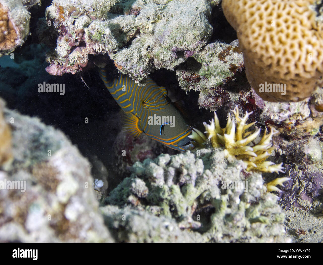 Drückerfische mit kleinen Reiniger Fisch Stockfoto