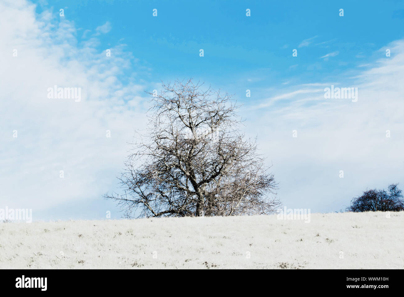 Schöne winterliche Landschaft mit Bäumen und blauen Himmel Stockfoto