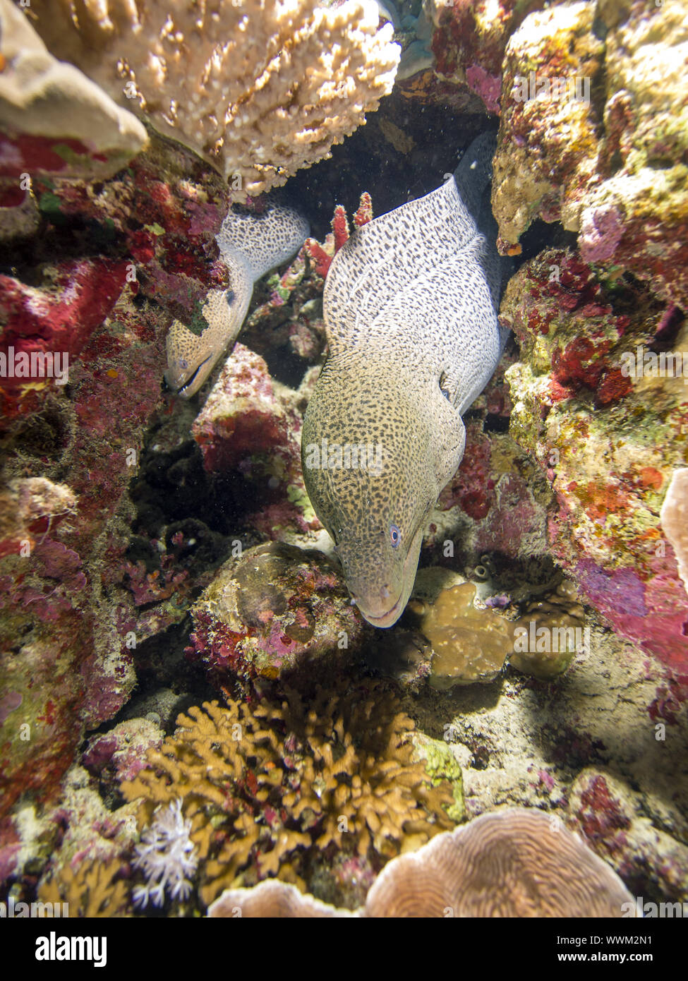 Giant moray Stockfoto