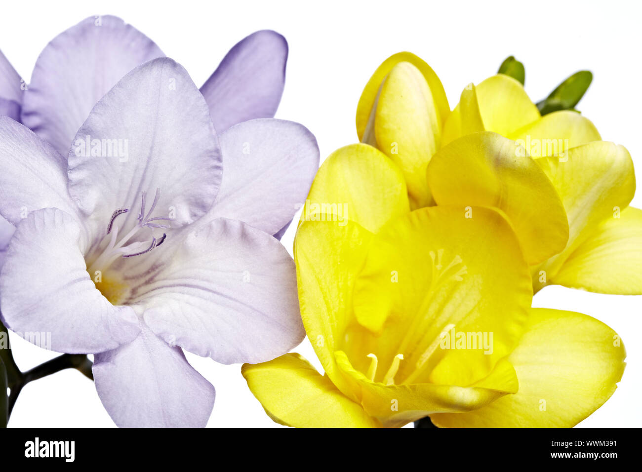 Pink und Gelb frische Stockfoto