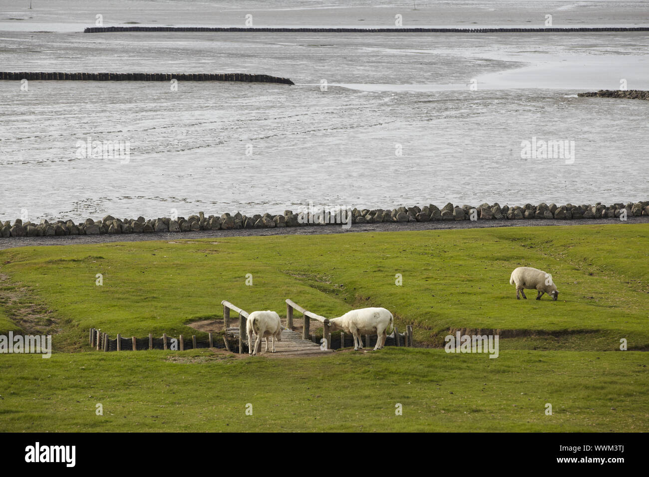 Nordsee- Deich mit Schaf Stockfoto