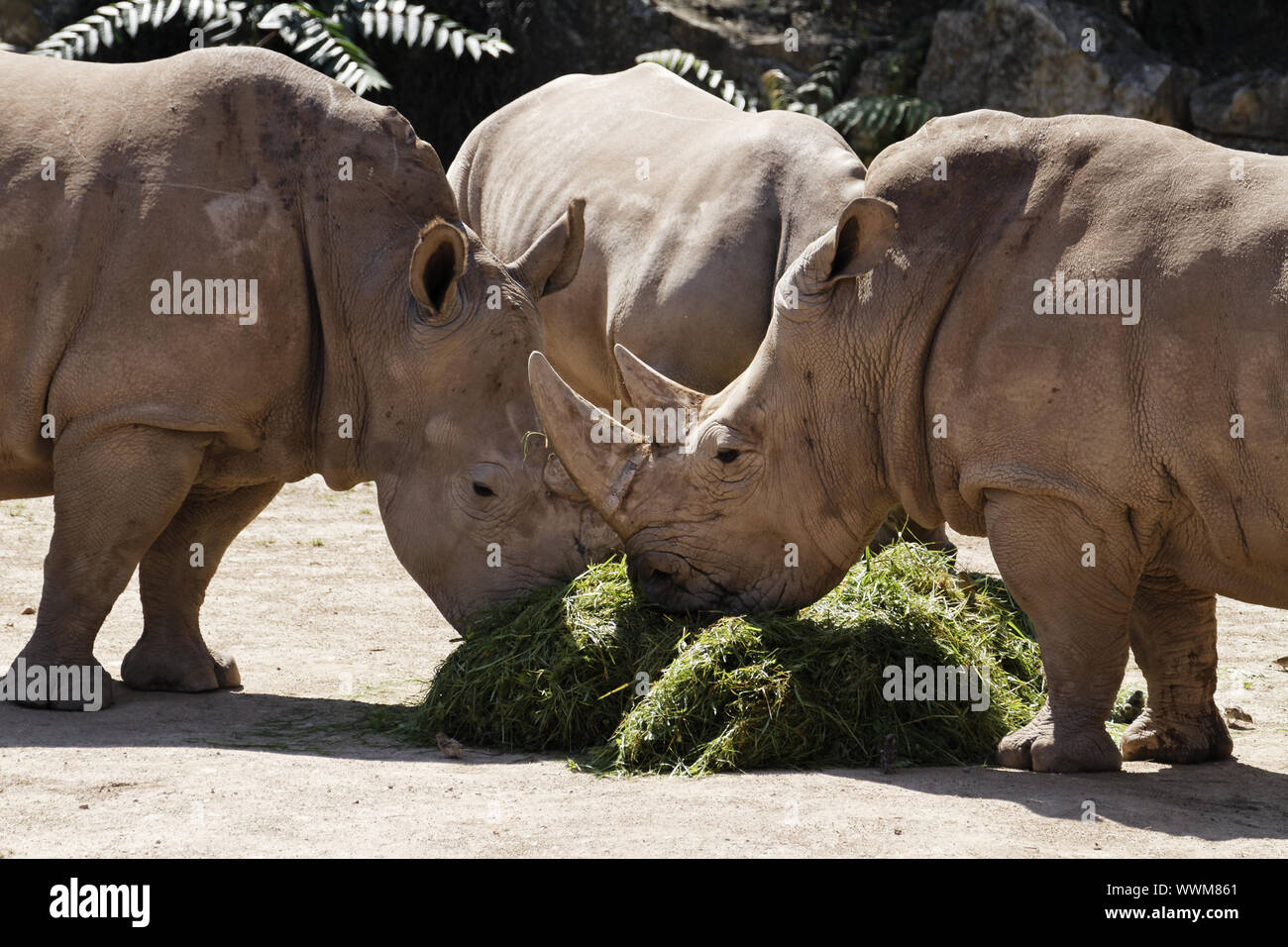 Südliches Breitmaulnashorn, Rhinocerotidae)) Stockfoto