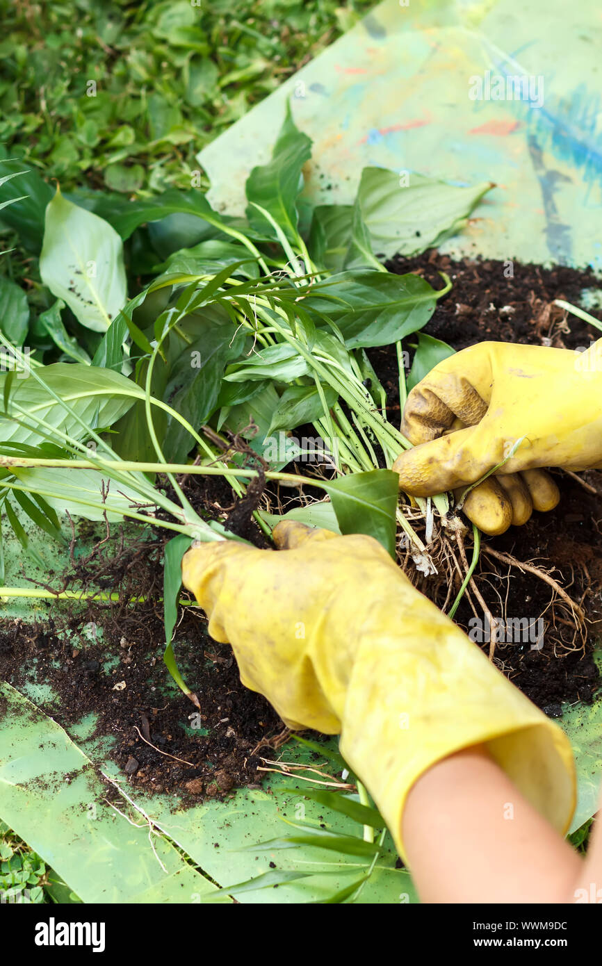 Gartenarbeit mit Gummi gelb Handschuhe Stockfotografie - Alamy