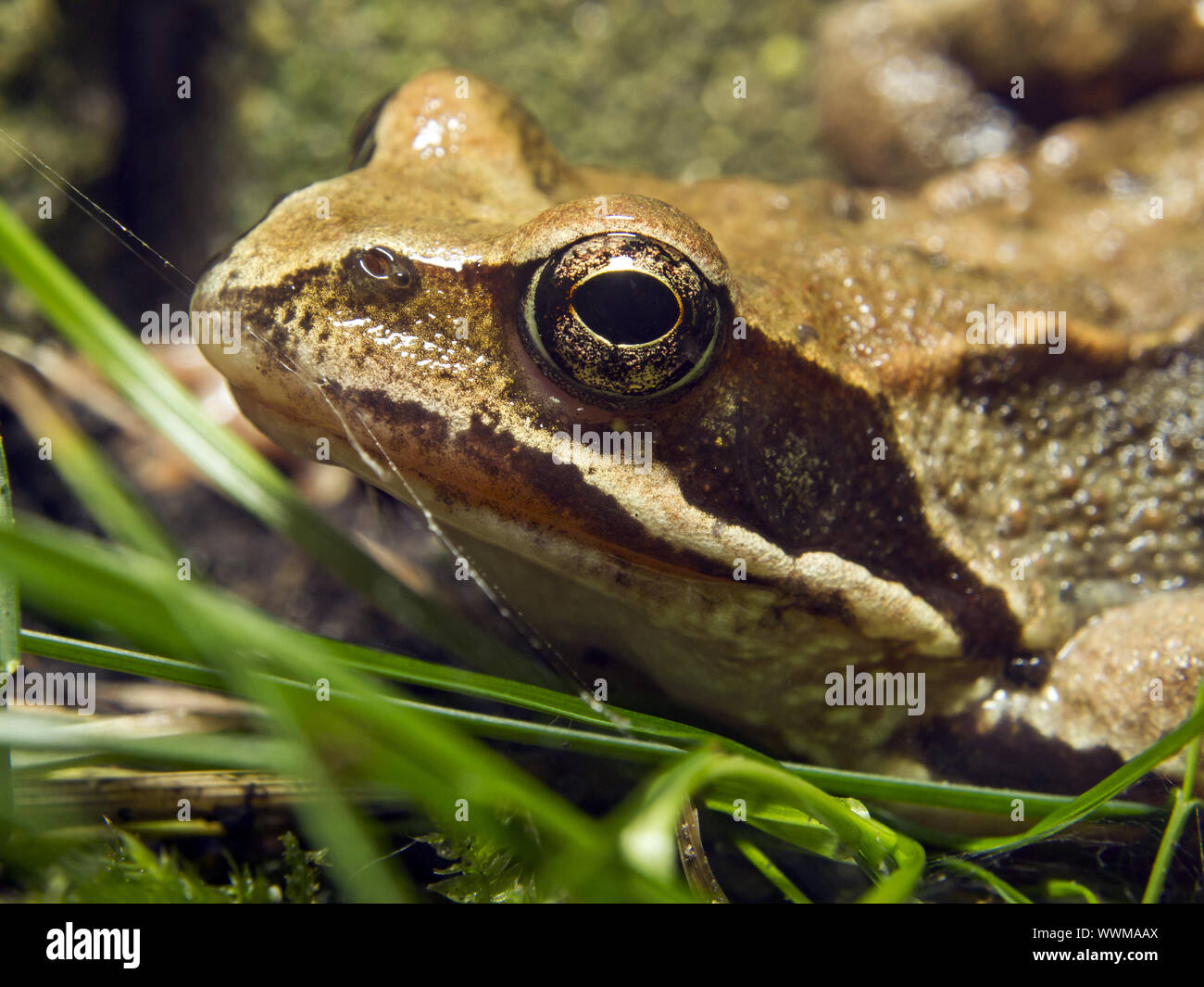 Europäischer brauner frosch Fotos und Bildmaterial in hoher Auflösung