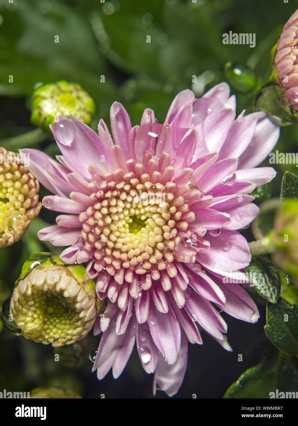 Chrysantheme Stockfoto