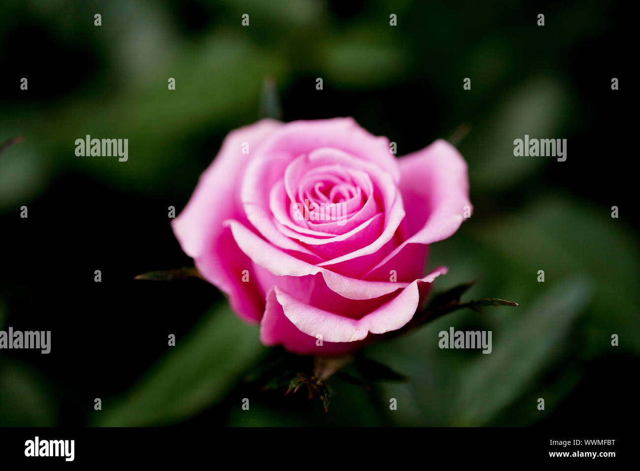 Rosa Rose im Garten im Frühling Stockfoto