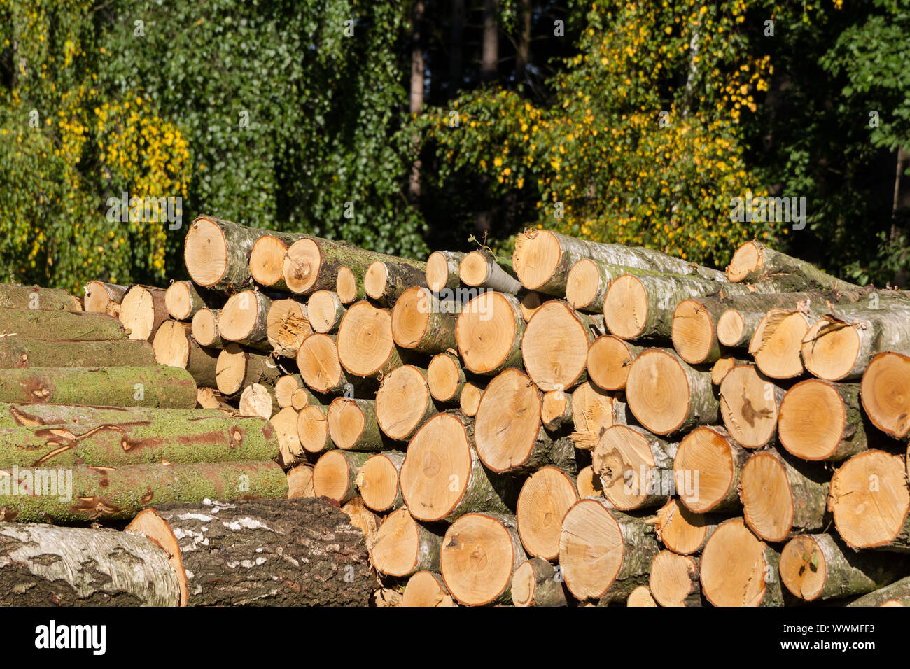 Holz- Bundles Stapel Holz Stockfoto