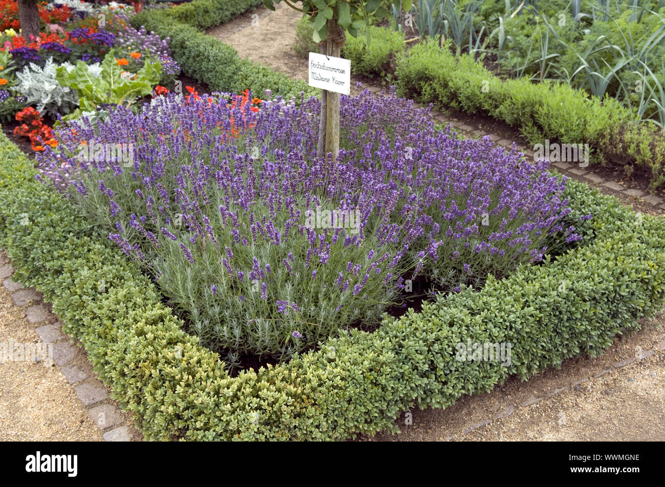 Lavendel, Blumenbeet, gemischten Stockfoto