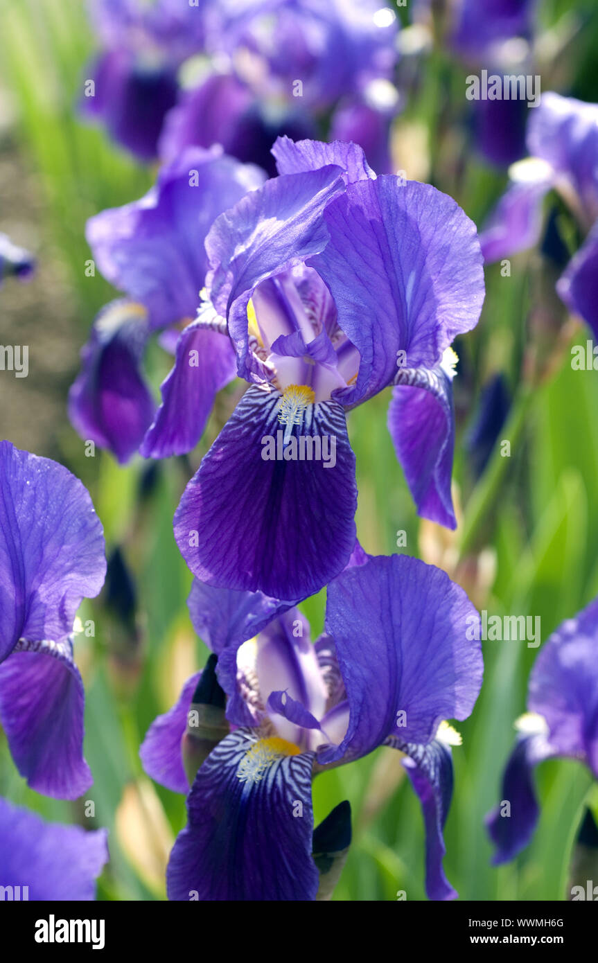 Deutsche Schwertlilien Iris germanica; Stockfoto